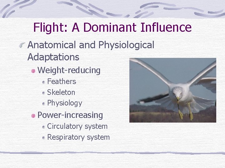 Flight: A Dominant Influence Anatomical and Physiological Adaptations Weight-reducing Feathers Skeleton Physiology Power-increasing Circulatory