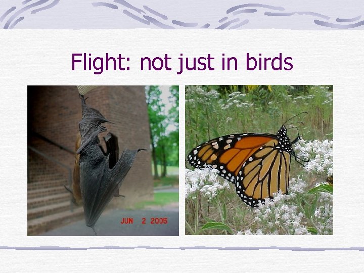 Flight: not just in birds 