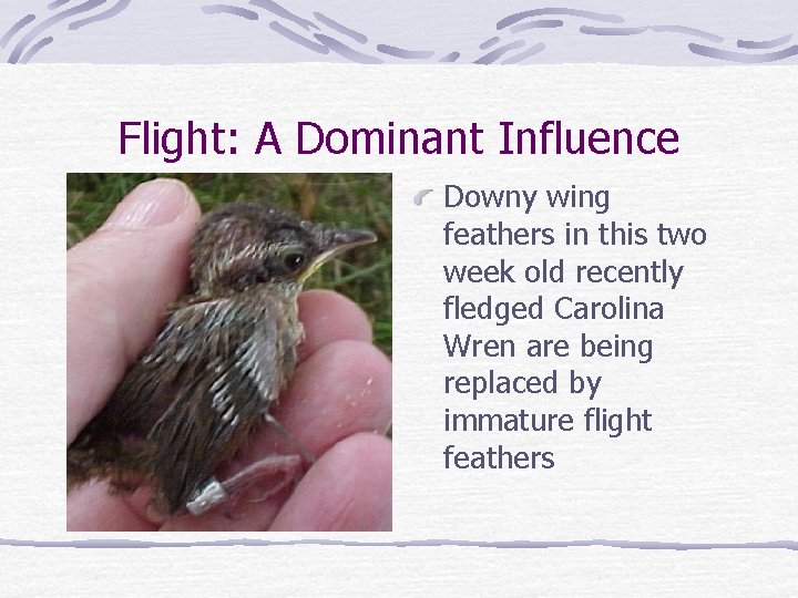 Flight: A Dominant Influence Downy wing feathers in this two week old recently fledged