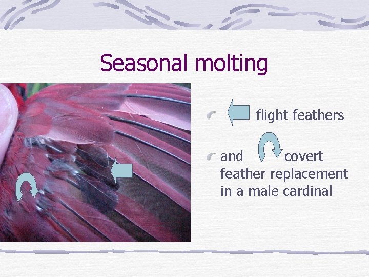 Seasonal molting flight feathers and covert feather replacement in a male cardinal 