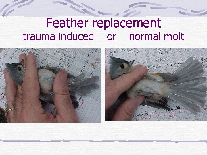 Feather replacement trauma induced or normal molt 