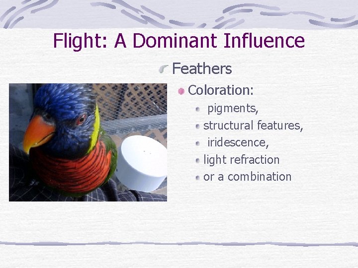 Flight: A Dominant Influence Feathers Coloration: pigments, structural features, iridescence, light refraction or a
