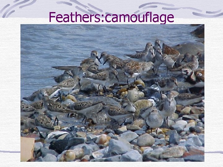 Feathers: camouflage 