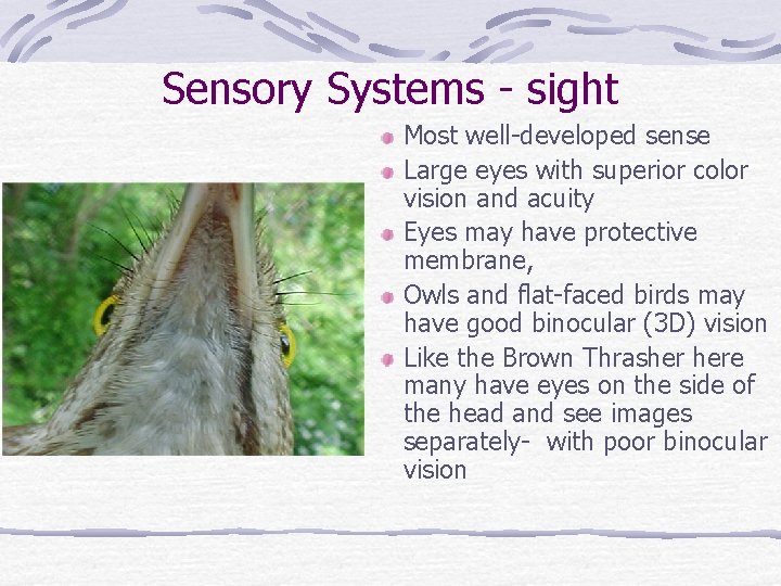 Sensory Systems - sight Most well-developed sense Large eyes with superior color vision and