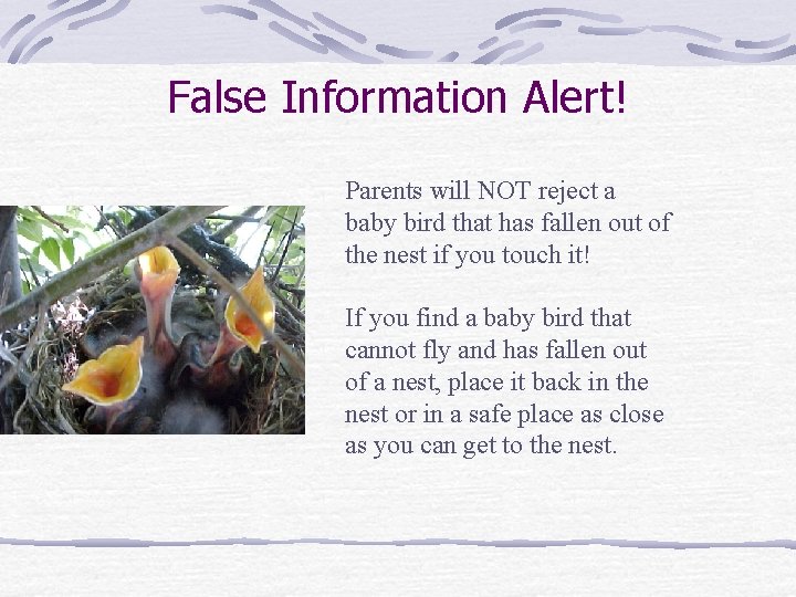 False Information Alert! Parents will NOT reject a baby bird that has fallen out