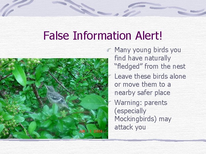 False Information Alert! Many young birds you find have naturally “fledged” from the nest
