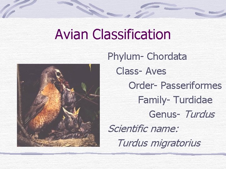 Avian Classification Phylum- Chordata Class- Aves Order- Passeriformes Family- Turdidae Genus- Turdus Scientific name: