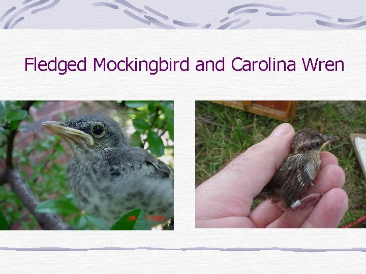 Fledged Mockingbird and Carolina Wren 