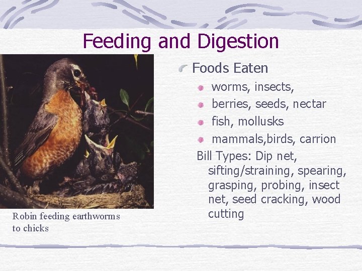 Feeding and Digestion Foods Eaten Robin feeding earthworms to chicks worms, insects, berries, seeds,