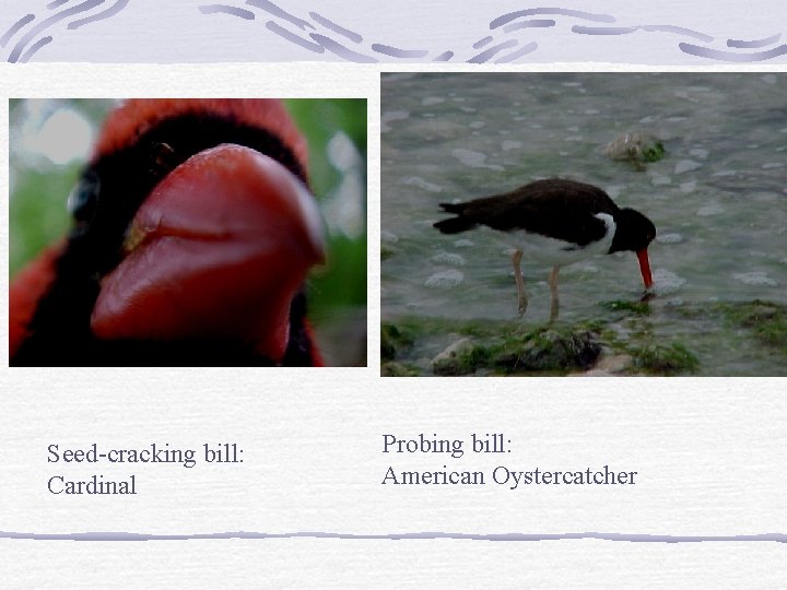 Seed-cracking bill: Cardinal Probing bill: American Oystercatcher 