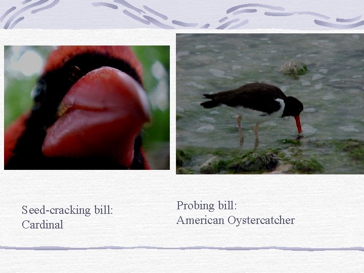 Seed-cracking bill: Cardinal Probing bill: American Oystercatcher 