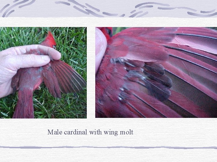 Male cardinal with wing molt 
