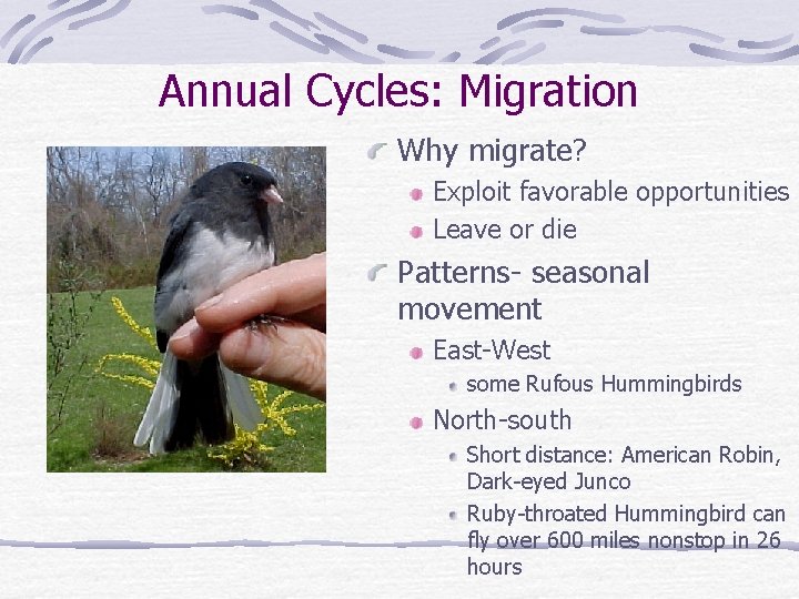 Annual Cycles: Migration Why migrate? Exploit favorable opportunities Leave or die Patterns- seasonal movement