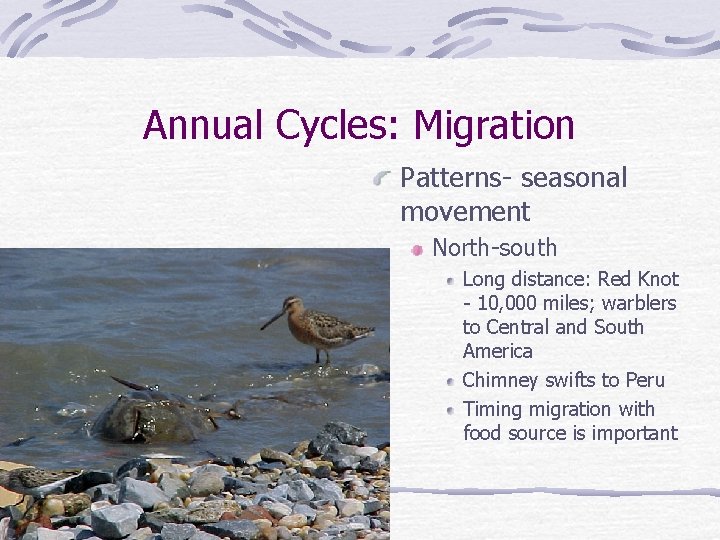 Annual Cycles: Migration Patterns- seasonal movement North-south Long distance: Red Knot - 10, 000