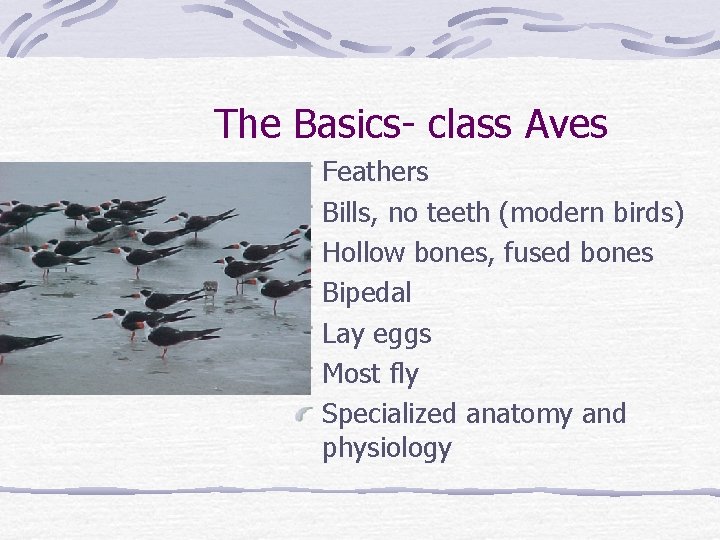 The Basics- class Aves Feathers Bills, no teeth (modern birds) Hollow bones, fused bones