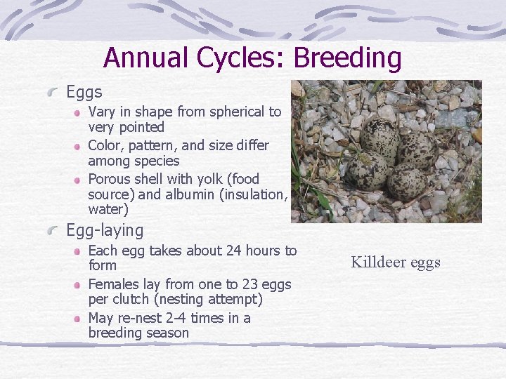 Annual Cycles: Breeding Eggs Vary in shape from spherical to very pointed Color, pattern,