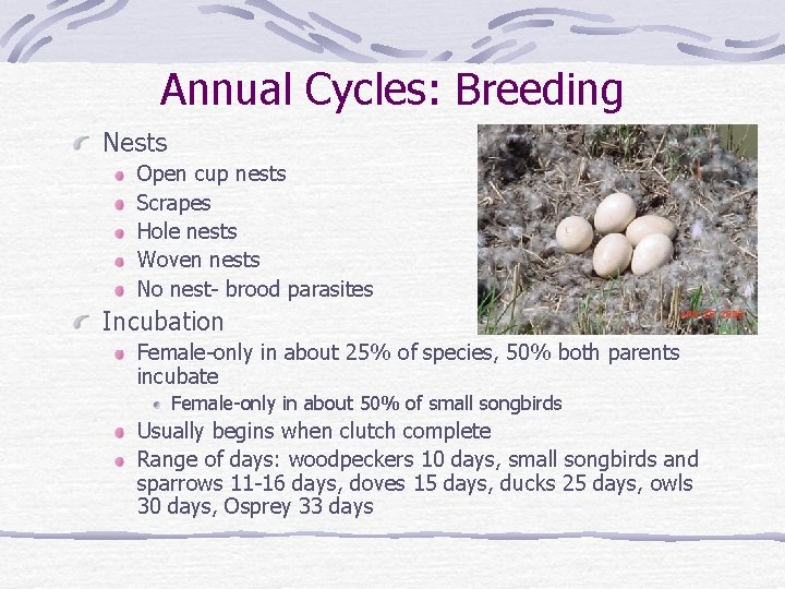 Annual Cycles: Breeding Nests Open cup nests Scrapes Hole nests Woven nests No nest-