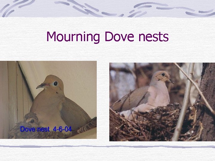 Mourning Dove nests 