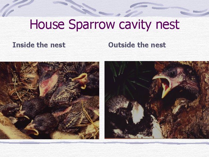 House Sparrow cavity nest Inside the nest Outside the nest 