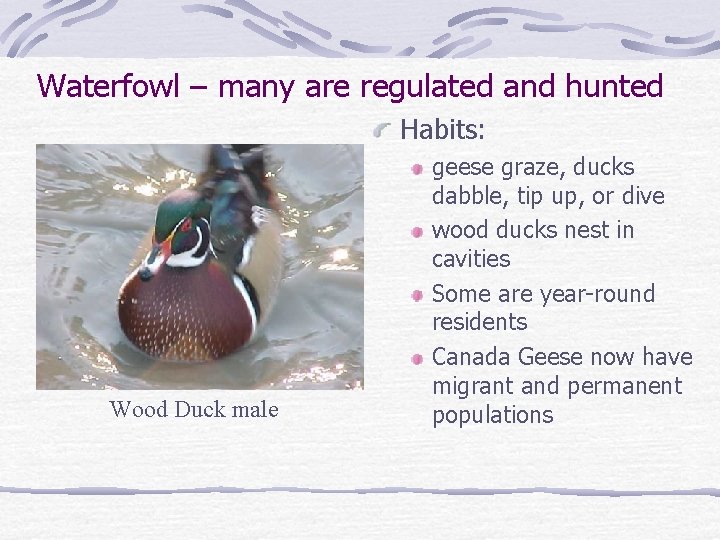 Waterfowl – many are regulated and hunted Habits: Wood Duck male geese graze, ducks