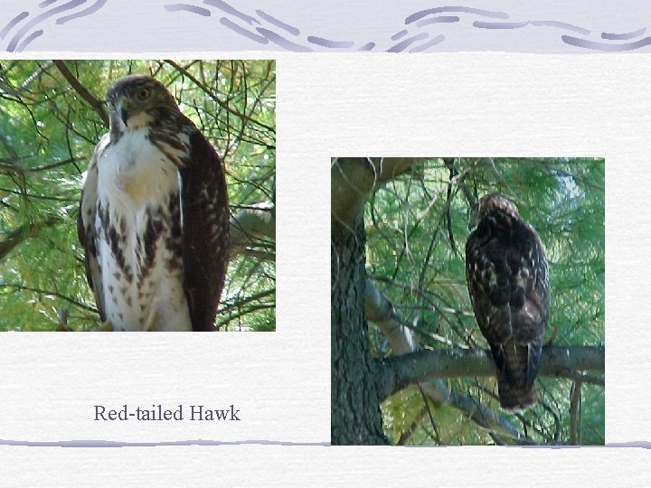 Red-tailed Hawk 