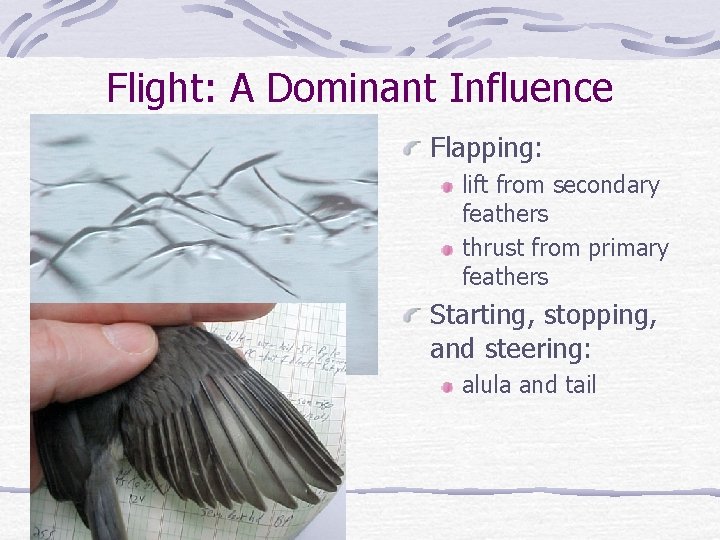 Flight: A Dominant Influence Flapping: Primaries Secondaries lift from secondary feathers thrust from primary