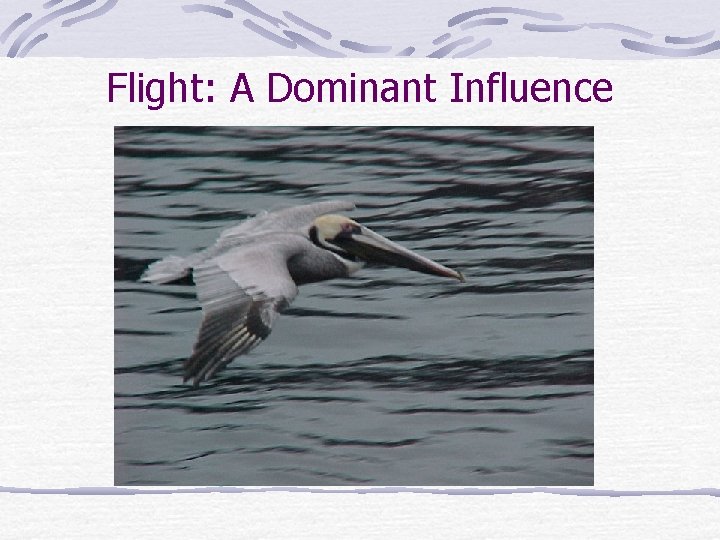 Flight: A Dominant Influence 