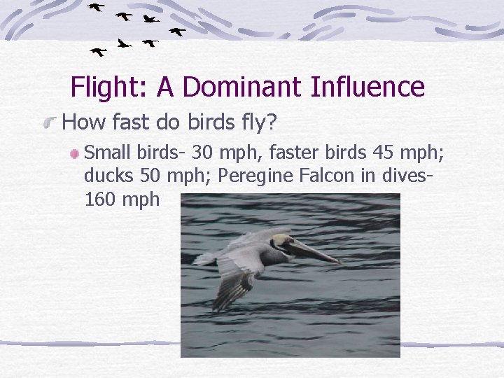 Flight: A Dominant Influence How fast do birds fly? Small birds- 30 mph, faster