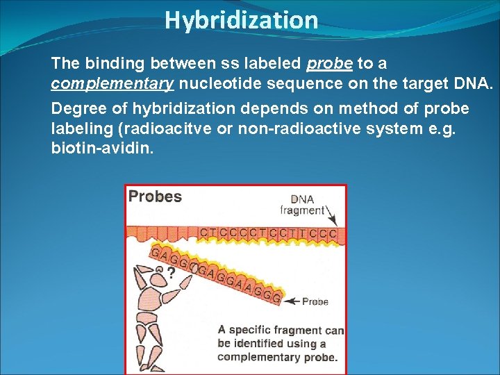 Hybridization The binding between ss labeled probe to a complementary nucleotide sequence on the Hybridization The binding between ss labeled probe to a complementary nucleotide sequence on the