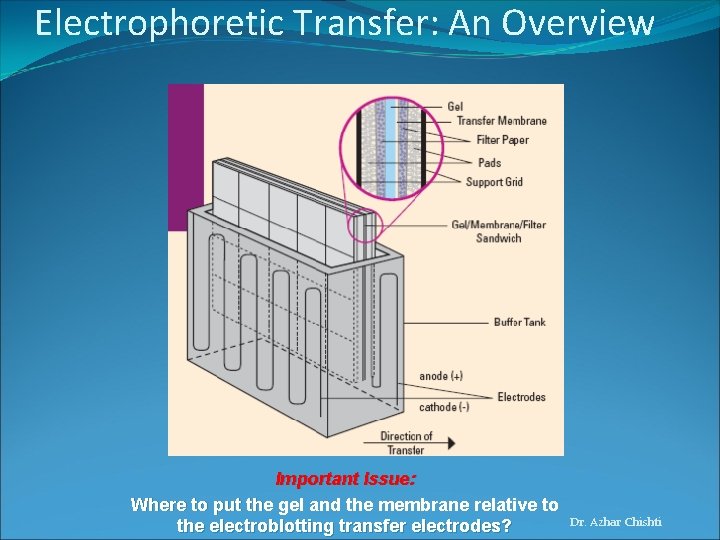 Electrophoretic Transfer: An Overview Important Issue: Where to put the gel and the membrane
