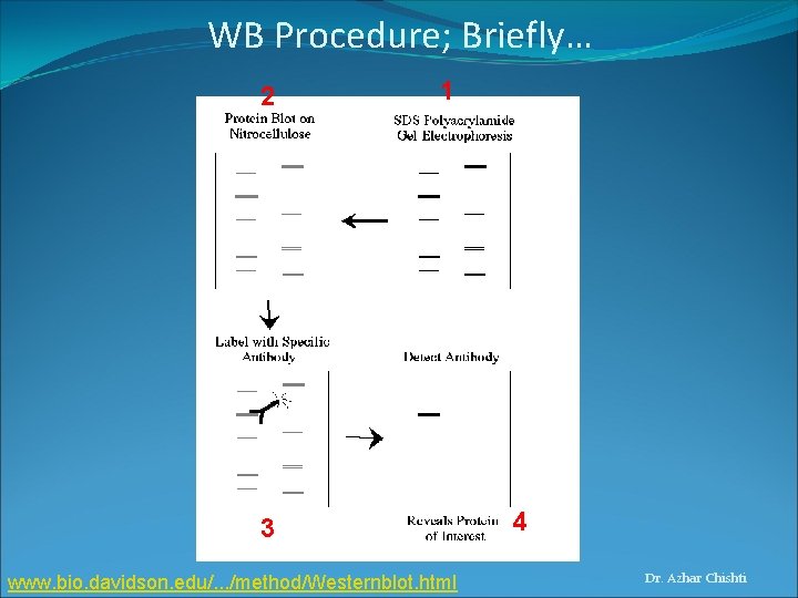 WB Procedure; Briefly… 2 1 3 www. bio. davidson. edu/. . . /method/Westernblot. html