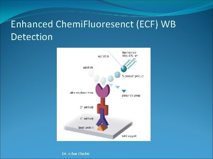 Enhanced Chemi. Fluoresenct (ECF) WB Detection Dr. Azhar Chishti 