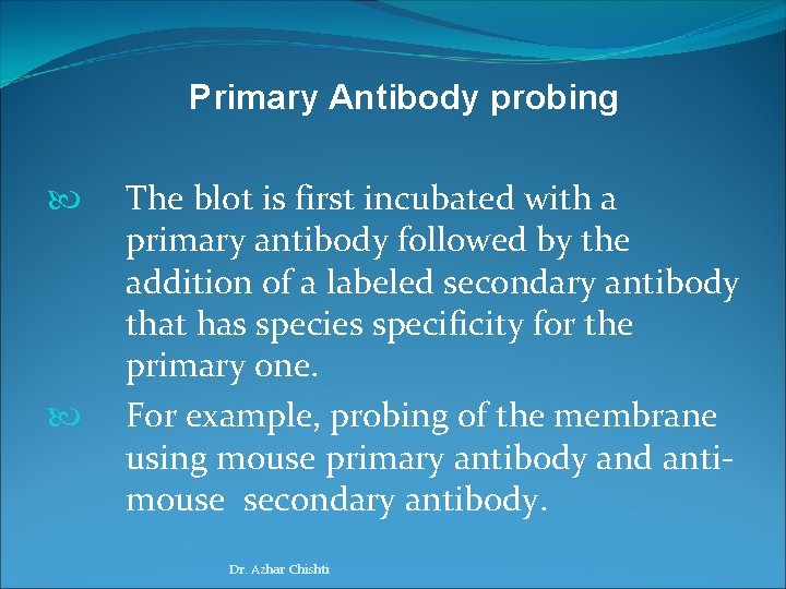 Primary Antibody probing The blot is first incubated with a primary antibody followed by