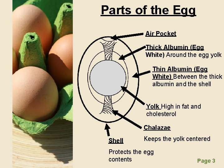 Parts of the Egg Air Pocket Thick Albumin (Egg White) Around the egg yolk