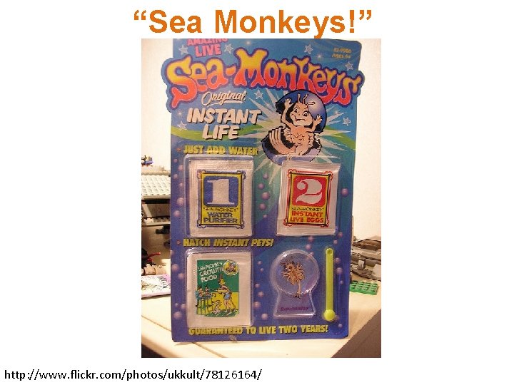 “Sea Monkeys!” http: //www. flickr. com/photos/ukkult/78126164/ 