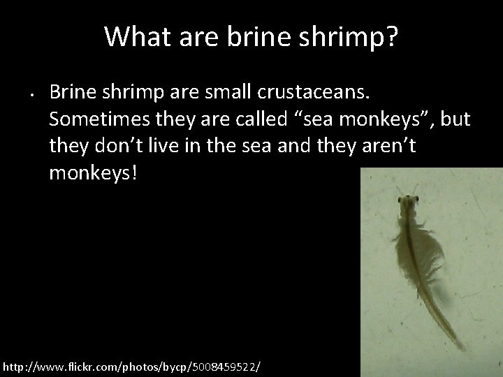 What are brine shrimp? • Brine shrimp are small crustaceans. Sometimes they are called