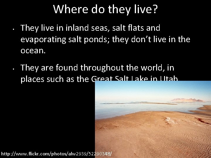 Where do they live? • • They live in inland seas, salt flats and
