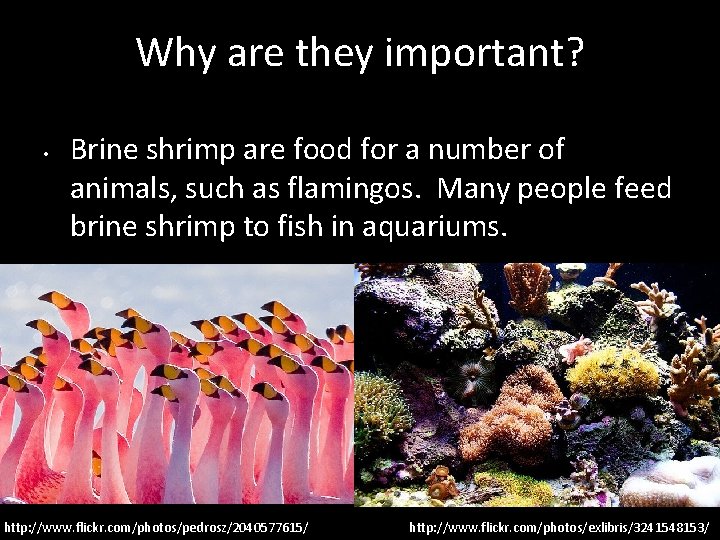 Why are they important? • Brine shrimp are food for a number of animals,