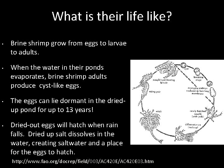 What is their life like? • • Brine shrimp grow from eggs to larvae