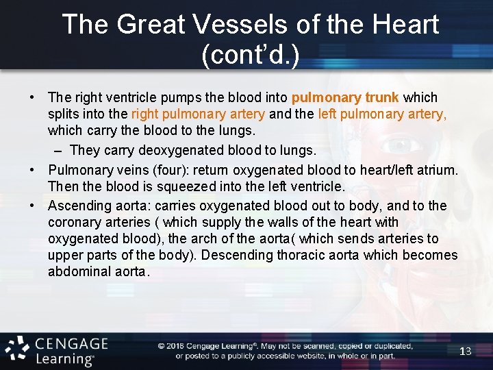 The Great Vessels of the Heart (cont’d. ) • The right ventricle pumps the