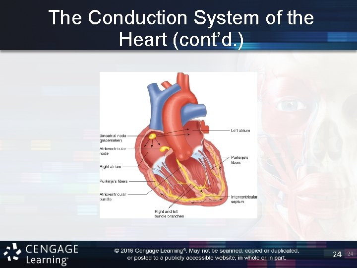 The Conduction System of the Heart (cont’d. ) 24 24 