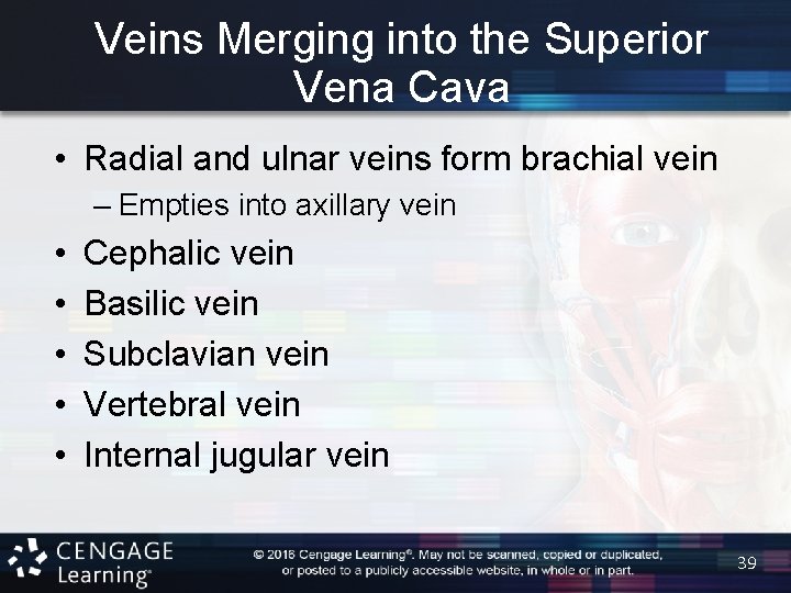 Veins Merging into the Superior Vena Cava • Radial and ulnar veins form brachial