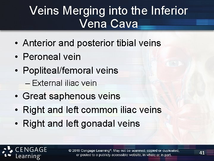 Veins Merging into the Inferior Vena Cava • Anterior and posterior tibial veins •