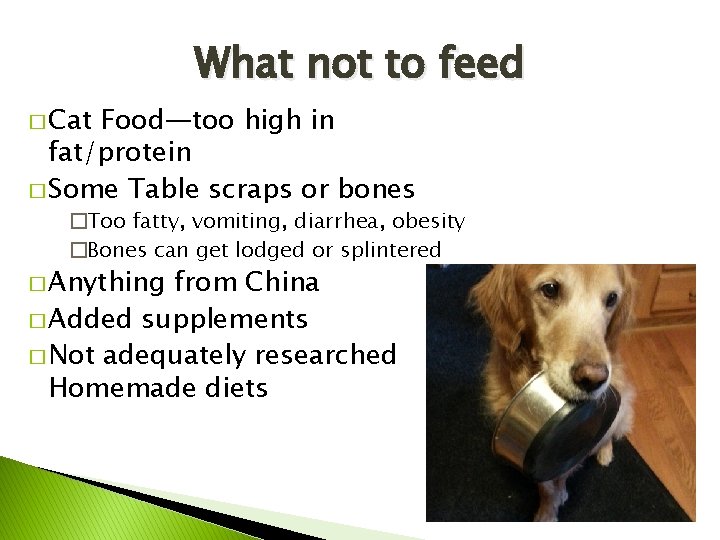 What not to feed � Cat Food—too high in fat/protein � Some Table scraps