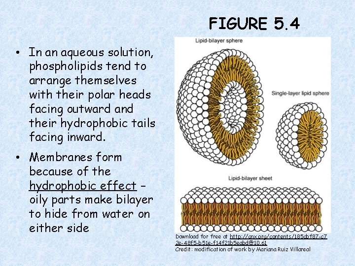 FIGURE 5. 4 • In an aqueous solution, phospholipids tend to arrange themselves with
