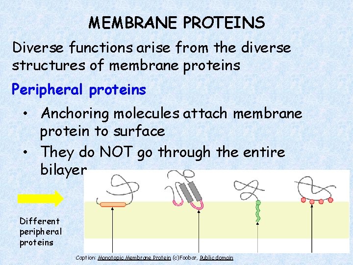 MEMBRANE PROTEINS Diverse functions arise from the diverse structures of membrane proteins Peripheral proteins
