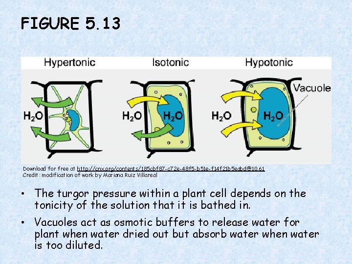 FIGURE 5. 13 Download for free at http: //cnx. org/contents/185 cbf 87 -c 72