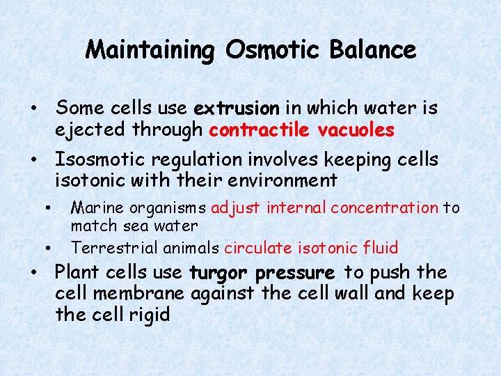 Maintaining Osmotic Balance • Some cells use extrusion in which water is ejected through