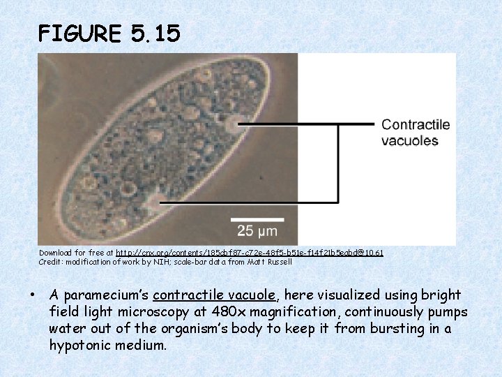 FIGURE 5. 15 Download for free at http: //cnx. org/contents/185 cbf 87 -c 72