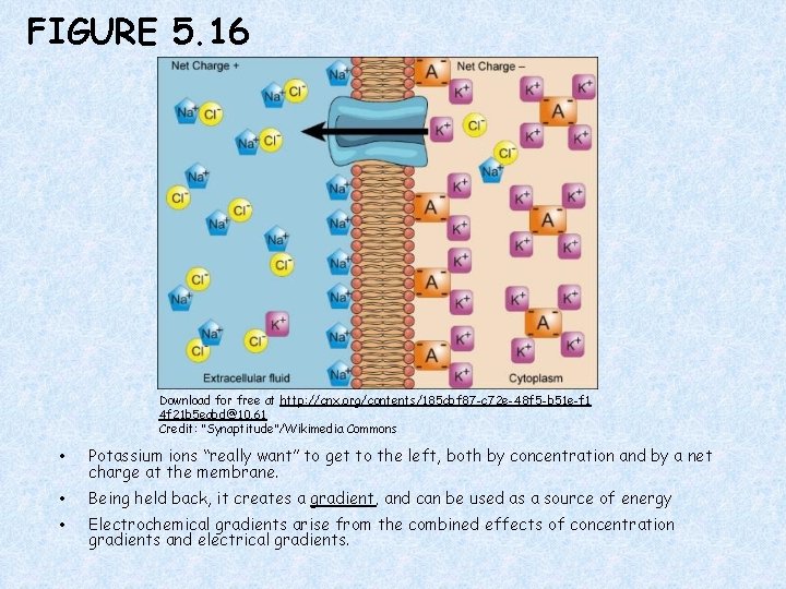 FIGURE 5. 16 Download for free at http: //cnx. org/contents/185 cbf 87 -c 72